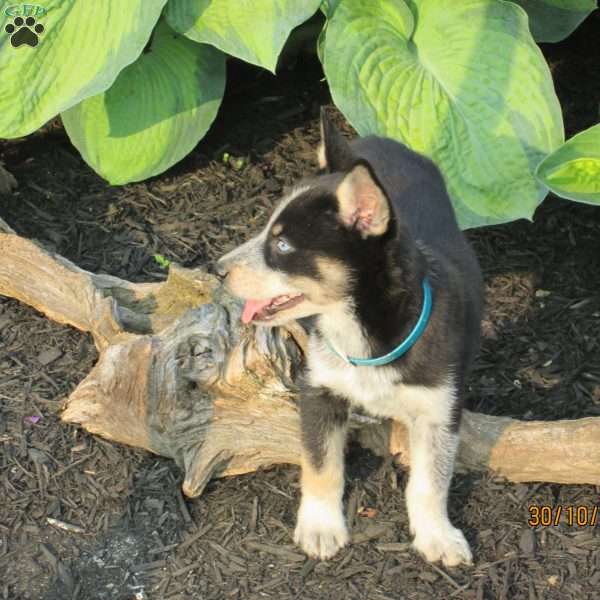 Carly, Siberian Husky Mix Puppy